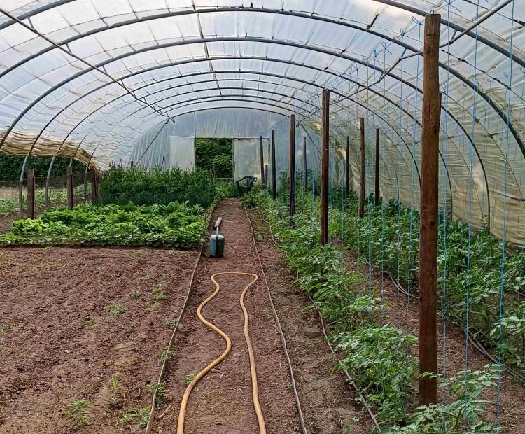 Planten in de serre van de samentuin BuitenMaten